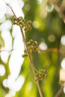 Eucalyptus leaves plant photo