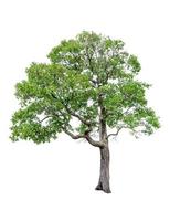 Tree image, Tree object, Tree JPG isolated on white background photo