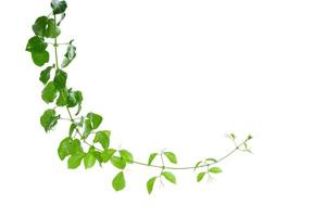 vine plants isolate on white background photo