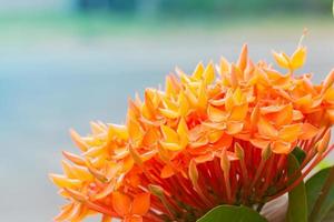 flor de espiga en el exterior foto