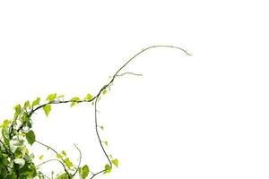 Vine Branch, Vine leaves on white background photo