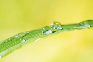 water drop on leaf grass photo
