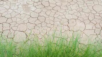 Grass in soil drought cracked texture photo