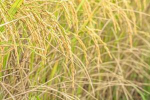 Rice field Jasmine rice photo