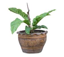 Interior and outside plant tree in a pot isolated on white background for interior design house plant pot design, clipping path included. photo