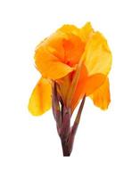 Orange canna lily flowers on white background. Clipping path photo