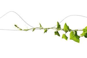 Vine Branch with leaves on white background photo