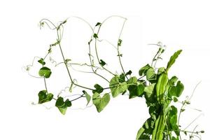 Vine Branch, Vine leaves on white background photo