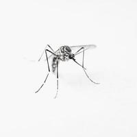 mosquito sobre fondo blanco foto