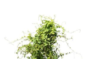 vine plants isolate on white background photo