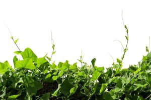 Vine Branch, Vine leaves on white background photo