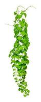 vine plants isolate on white background, Clipping path photo