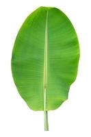 banana leaf on white background, Clipping path photo