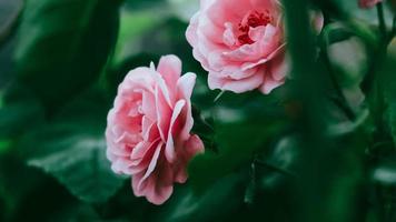 Pink rose flowers on a background of green leaves photo
