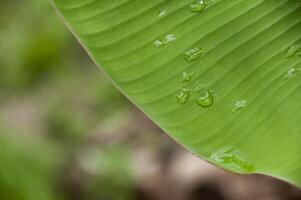 Dripped of rain water on banana leaf. Conceptual photo