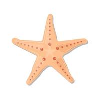 estrella de mar en una ilustración de fondo blanco vector