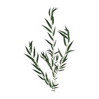 Willow twig on a white background illustration vector