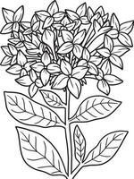 Bourvardia Flower Coloring Page for Adults vector