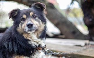 Black large shaggy mestizo dog lies in the yard in summer. Portrait of a purebred dog outdoors in nature. photo