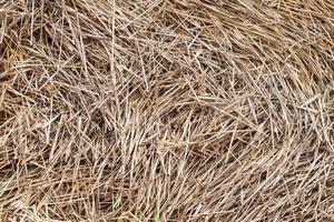 Straw, dry straw texture background, vintage style for design. Homogeneous yellow straw in a stack. Bundle of dried yellow hay. Dry stalks of cereals and legumes remaining after threshing. photo