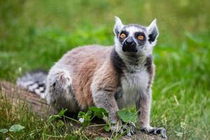 Ring-tailed lemur monkey. Mammal and mammals. Land world and fauna. Wildlife and zoology. photo