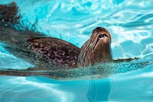 Harbor seal. Mammal and mammals. Water world and fauna. Wildlife and zoology. photo