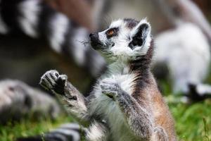 Ring-tailed lemur monkey. Mammal and mammals. Land world and fauna. Wildlife and zoology. photo