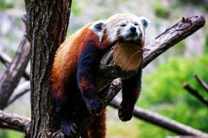 Red panda. Mammal and mammals. Land world and fauna. Wildlife and zoology. photo