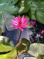 Lotus flower that blooms in the morning photo