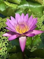 Lotus flower that blooms in the morning photo