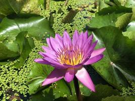 flor de loto que florece en la mañana foto
