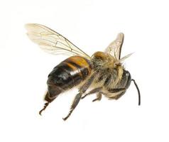 a Bee isolated on the white background photo