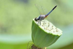 close up a Dragonfly on lotus flower photo