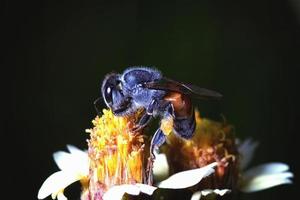 a Bee flying to the beautiful flower photo