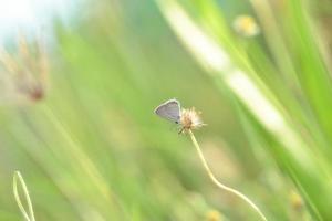 una mariposa posada en la hermosa flor foto