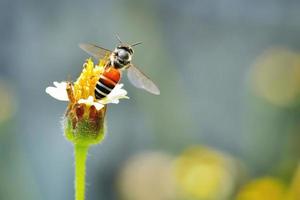 a Bee flying to the beautiful flower photo