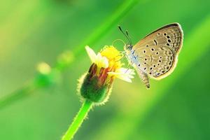 a butterfly perched on the beautiful flower photo