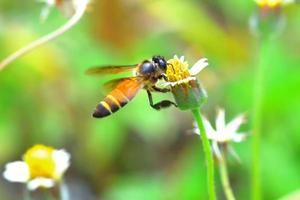 a Bee flying to the beautiful flower photo