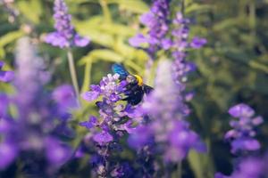 Carpenter Bee are flying to beautiful flowers in nature photo