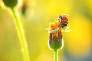 a Bee perched on the beautiful flower photo