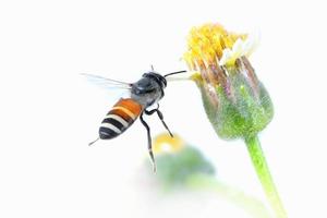 una abeja volando aislada sobre fondo blanco foto