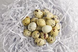 Quail eggs in paper nest isolated on white background photo