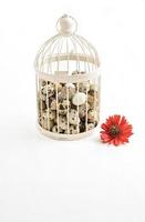 quail eggs in vintage cage isolated on white background photo