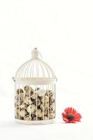 quail eggs in vintage cage isolated on white background photo
