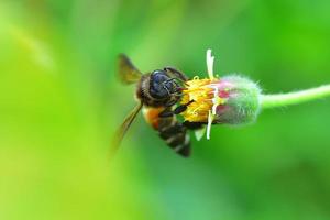 a Bee perched on the beautiful flower photo