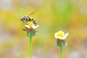 yellow jacket wasp perched on the beautiful flower photo