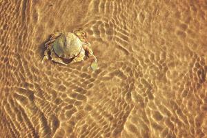 Crabs on the beach and the sea in the waves photo