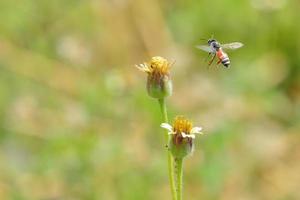 una abeja volando hacia la hermosa flor foto