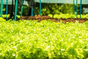 Planting non-toxic Organic vegetables Salad Dressings beautiful Green leafy are grown in the garden with a natural way of safe photo