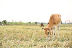 las vacas paradas en los campos al amanecer y el hermoso cielo foto